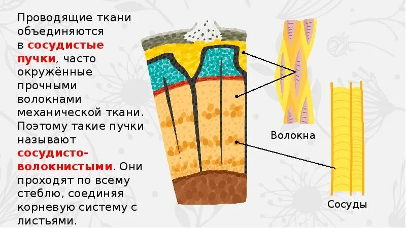 Что такое сосудистые пучки какую. Проводящие ткани растений. Проводящие ткани и проводящие пучки. Проводящие сосудисто волокнистые пучки ткани. Сосудисто волокнистые пучки в стебле.