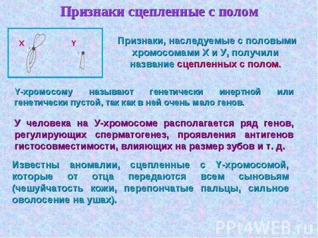 Что значит сцеплен с полом. Генетика признаков сцепленных с полом. наследование признаков сцепленных с полом . генетика. определение пола и наследование признаков сцепленных с полом. сцепленное с половыми хромосомами наследование.
