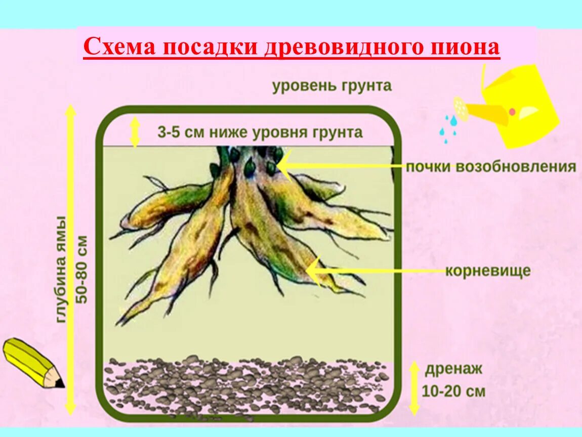 Пион размножение корневищем. Посадка корневища пиона. Корневище древовидного пиона. Схема посадки древовидного пиона. Посадка древовидного пиона весной в открытый грунт