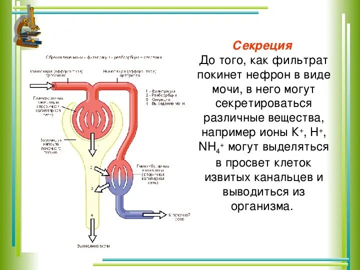 Строение нефрона и процесса образования мочи. Мочевыделительная система строение нефрона. Строение нефрона механизм мочеобразования. Схема образование мочи биология 8. Прохождение мочи по нефрону