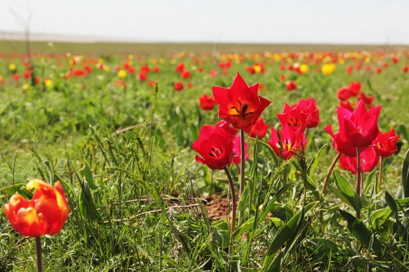 Прощай лазоревый цветок. Калмыкия тюльпановые поля. Цветение тюльпанов в Астрахани. Тюльпаны степные Калмыкия Калмыкия. Тюльпаны Геснера Калмыкии.