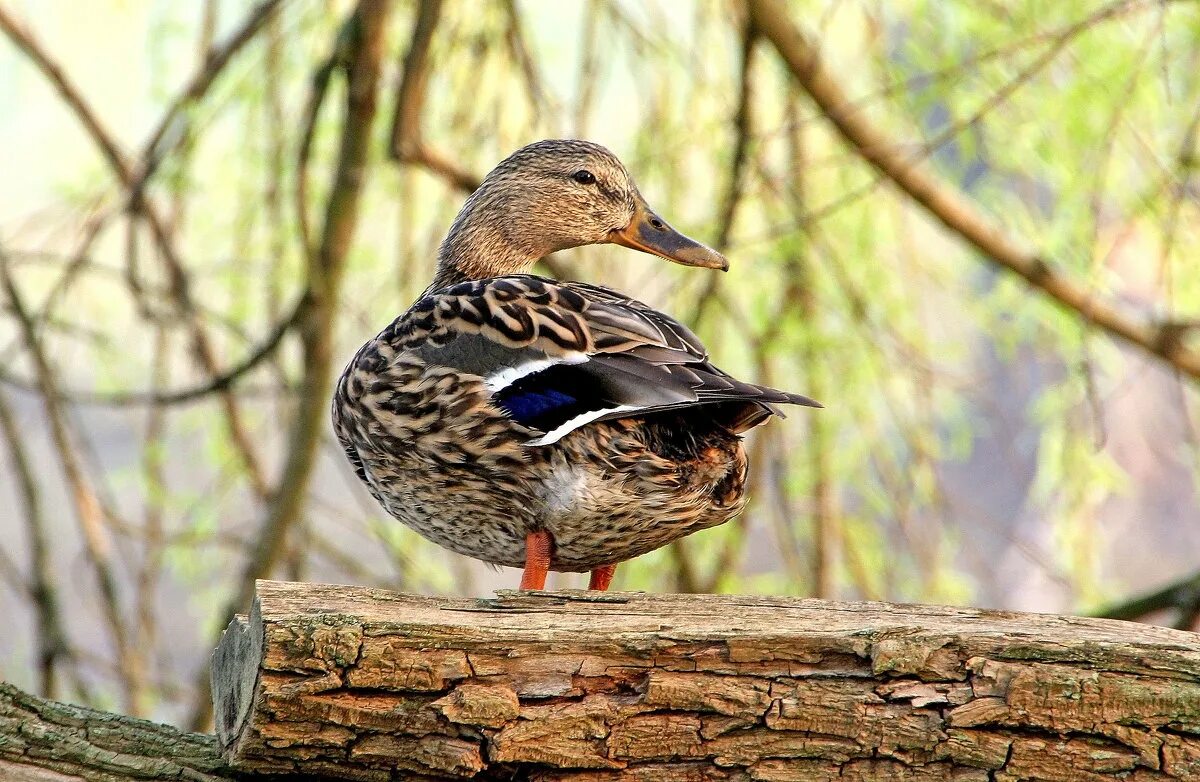 Утка мандаринка гнездо. Утки на дереве. Утка на дереве. Утка мандаринка приморского края. Утка на дереве.