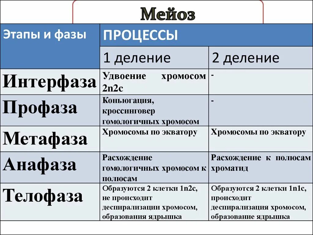 Мейоз фазы и процессы таблица. Фазы первое деление второе деление таблица. Основные процессы фаз мейоза. Фазы мейоза таблица 1 деление 2 деление.