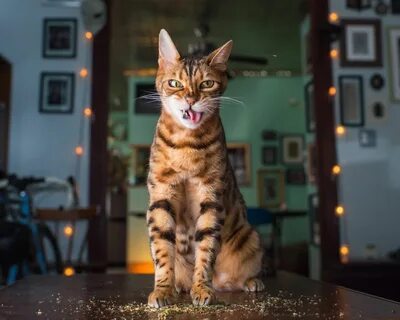 Swk hi cat