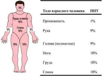 Сколько весит туловище