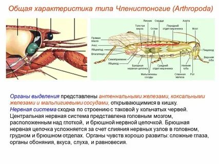 Обоняние пауков