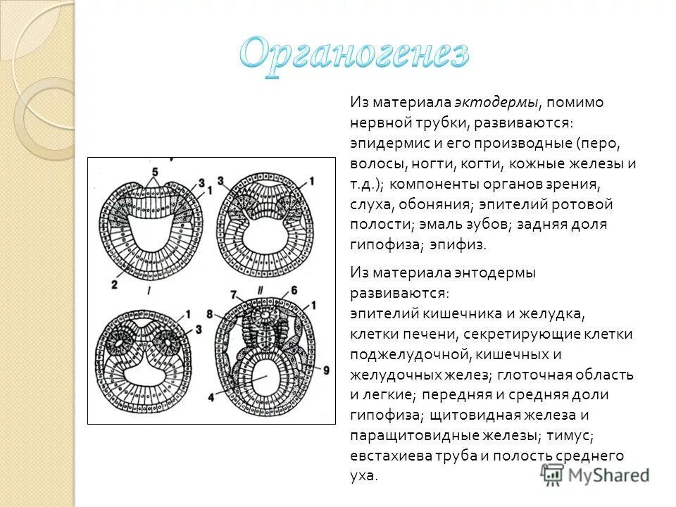 Легкие энтодерма почки. Эктодерма производные зародышевых листков. Производные зародышевых листков гистология. Органогенез зародышевые листки. Зародышевые ткани производные эктодермы.