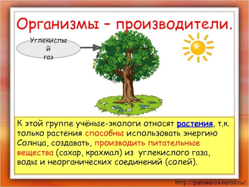 Дополни определение растения используя энергию солнца создают. Великий круговорот жизни 3 класс окружающий мир. организмы производители. организмы производители растения. производители великий круговорот жизни.
