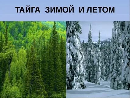В какой природной зоне преобладают хвойные