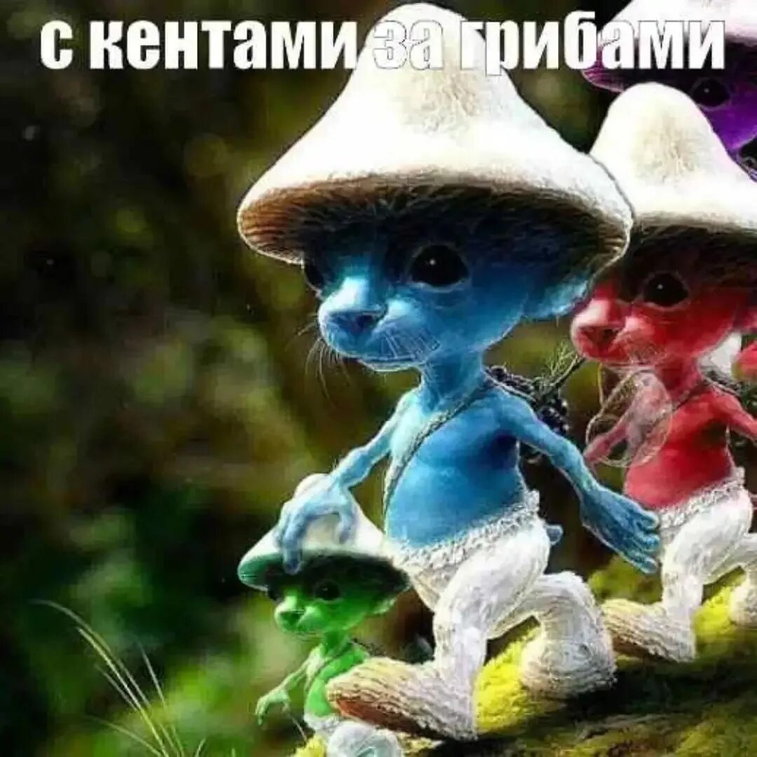 Кот шайлушай. Кот шайлушай