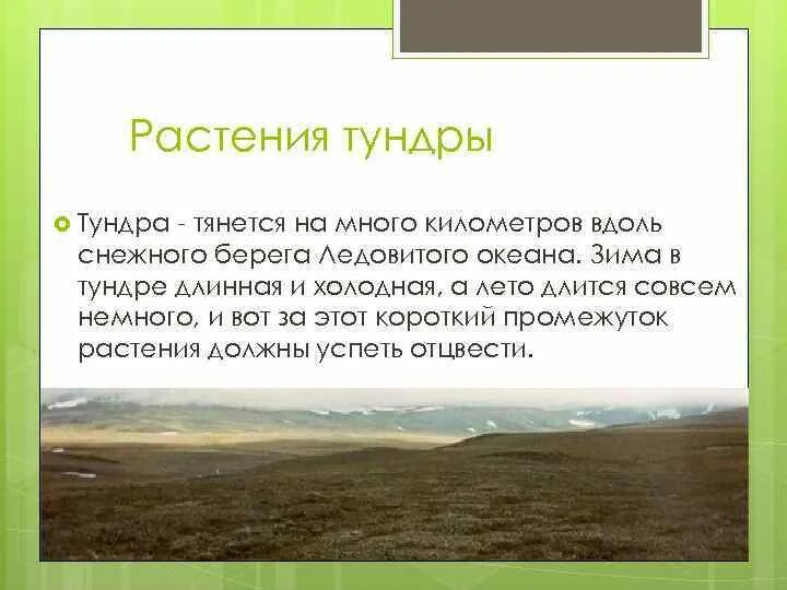 Ошибку для растительного покрова тундры характерно. Площадь тундры. Приспособления растений в тундре. Что такое тундра определение. Почему растения в тундре низкорослые.