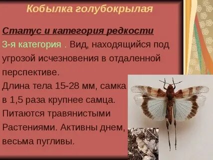 Зачем кобылка