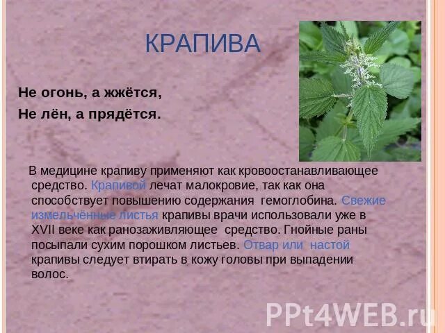 Крапива герой. Крапива лекарственное растение. Загадка про крапиву. Стих про крапиву для детей. Загадка про крапиву для детей.