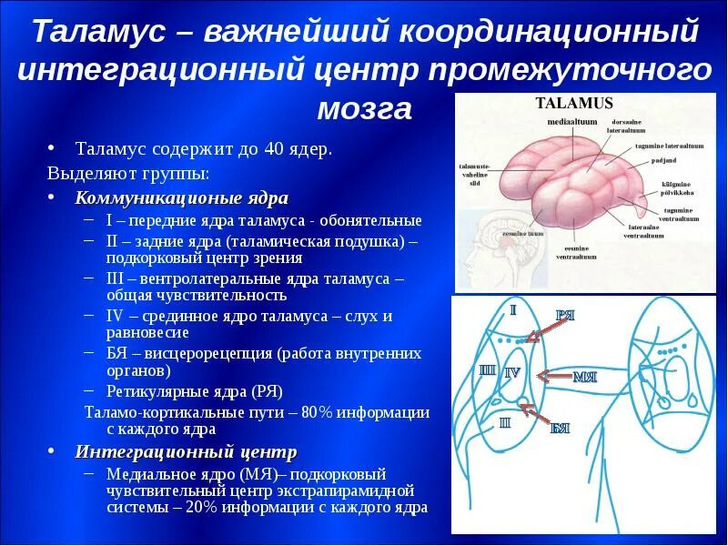 Каковы функции таламуса. Ядра таламуса промежуточного мозга. Вентролатеральное ядро таламуса. Ядра таламуса структуры. Анатомические группы ядер таламуса.