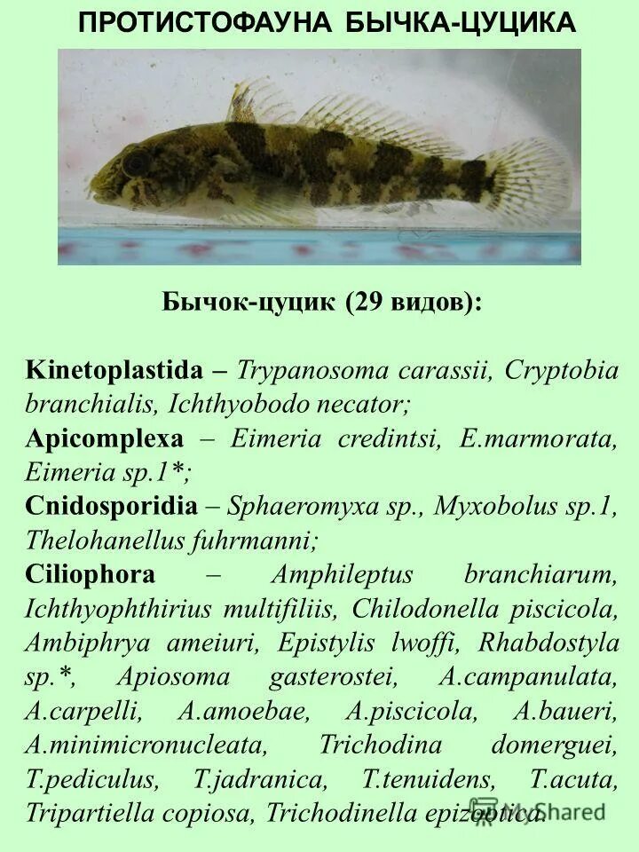 Цуцик значение. Цуцик значение слова. Бычок цуцик рыба. Цуцик значение. Цуцик значение слова.