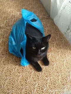 Кошачий пакет