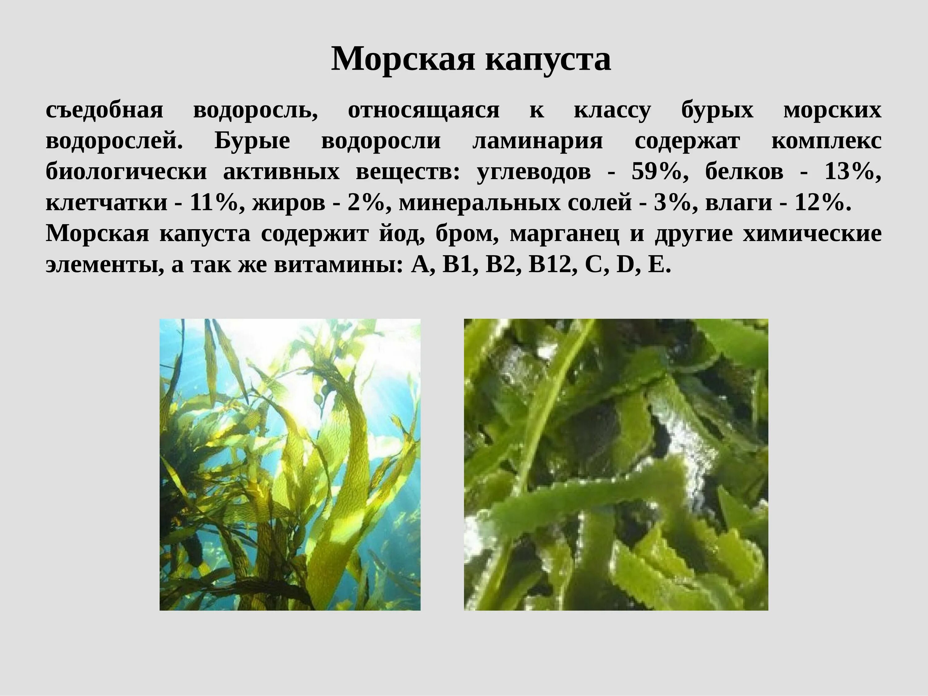Бурые водоросли ламинария. Съедобная бурая водоросль, "морская капуста". Многоклеточные водоросли ламинария. Сообщение о морской капусте ламинарии.