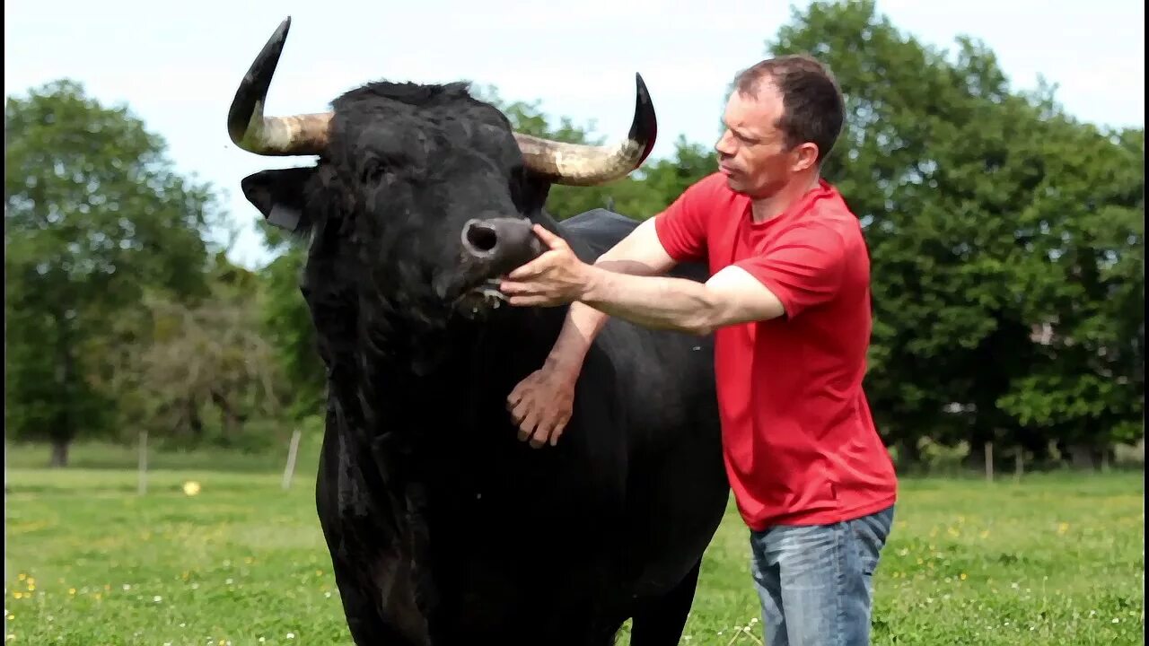 Огромный бык. Самый большой бык в мире.