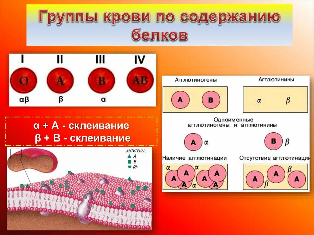 Группа крови. Кровь по группам. Кровь группы крови. Белки определяющие группу крови. 1 белок группа крови