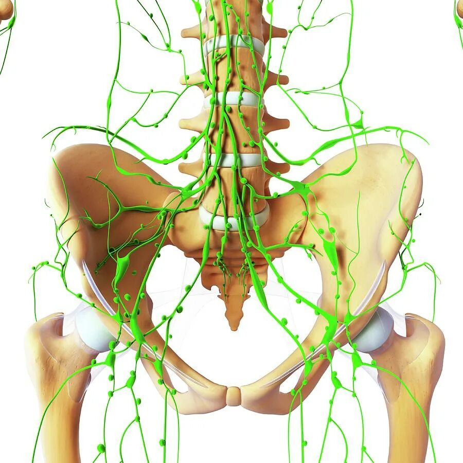Лимфатическая система человека 3д атлас. Лимфатическая система малого таза мужчин. Лимфатическая система таза. Лимфатическая система таза человека. Лимфоузлы на пояснице