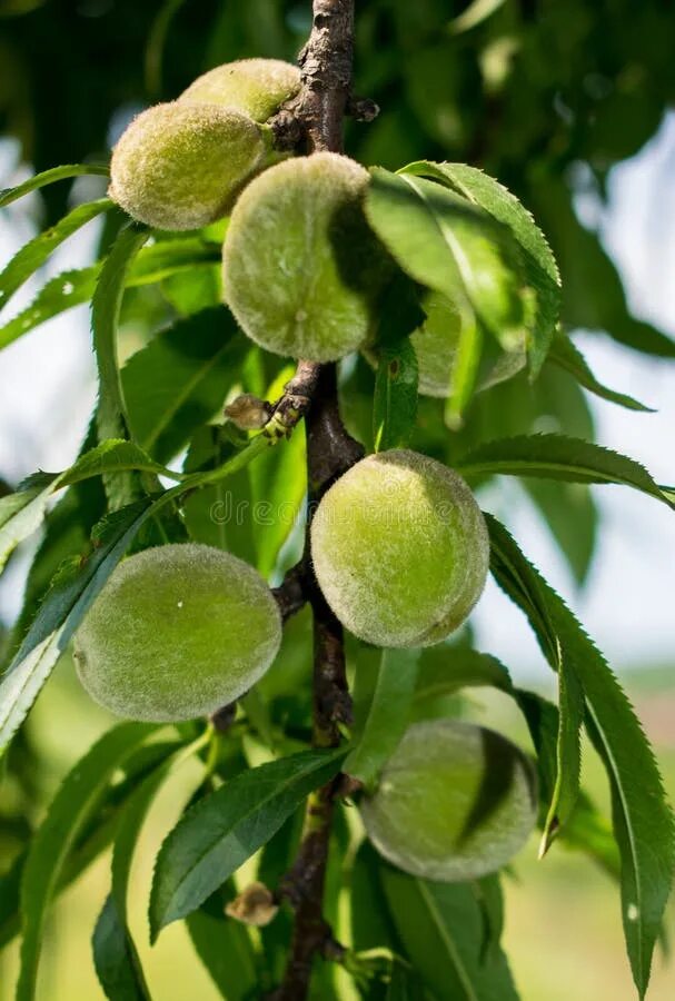 Green peach stock photo. Image of food, harvest, vitamin - 10169074