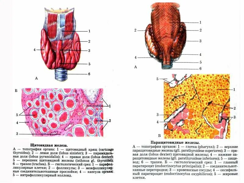 Околощитовидные железы анатомия строение. Паращитовидная железа гистология. Паращитовидная железа внутреннее строение. Строение паращитовидной железы строение.