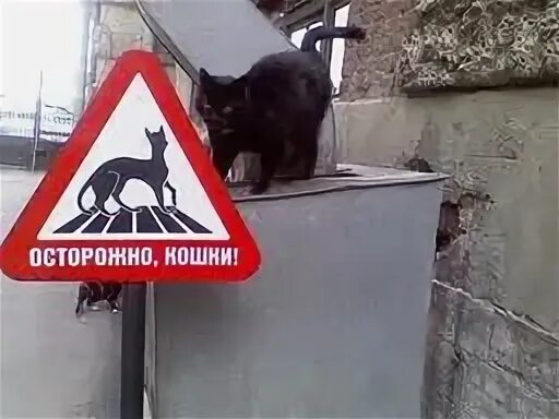 Осторожный кот. Черный кот из за угла. Кошка выглядывает. Осторожный кот. Осторожно кошки эрмитаж.