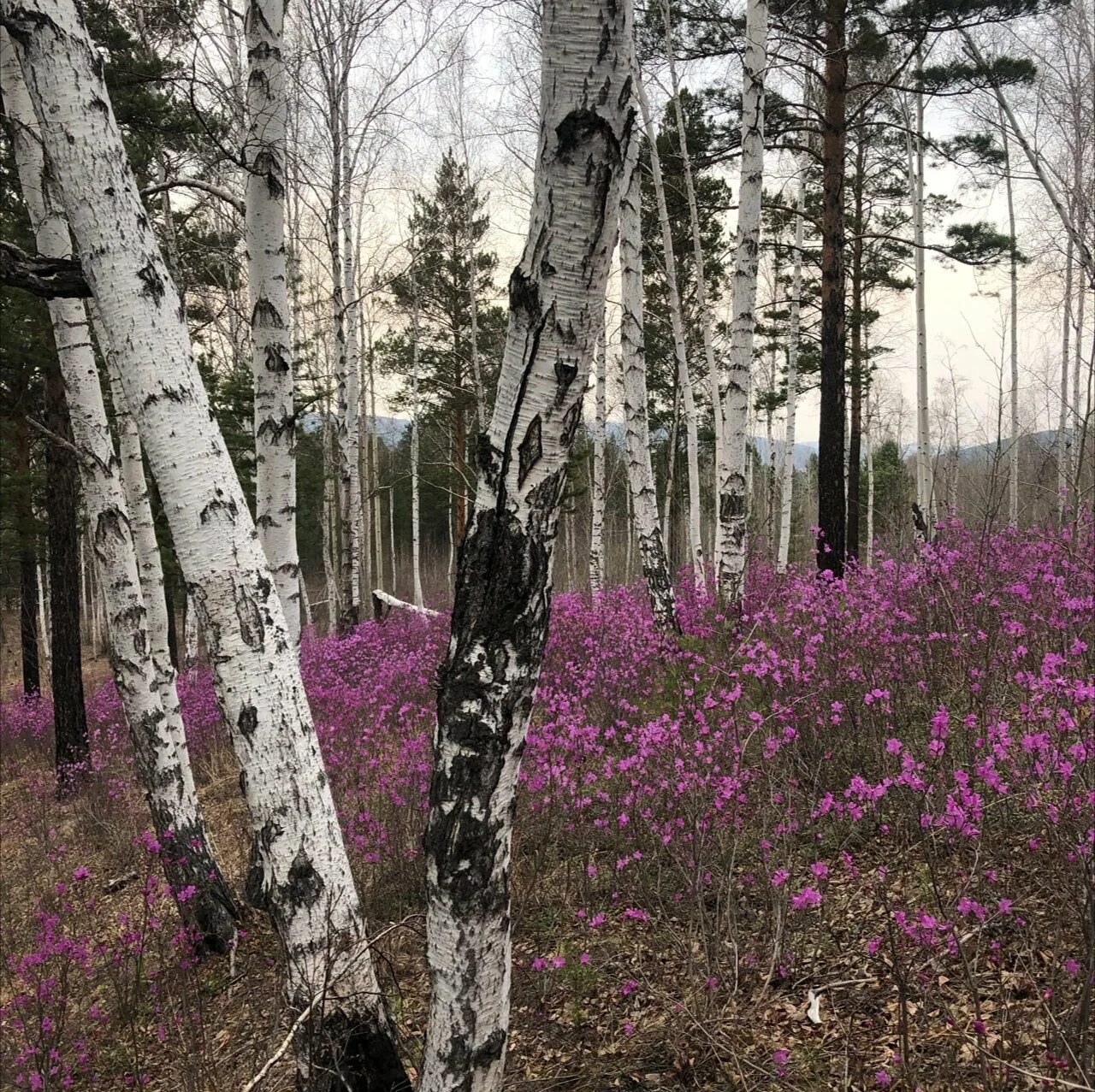 В лесу зацвели. Багульник Дальневосточный. Багульник в Забайкалье. Багульник в Сибири. Багульник Иркутск.