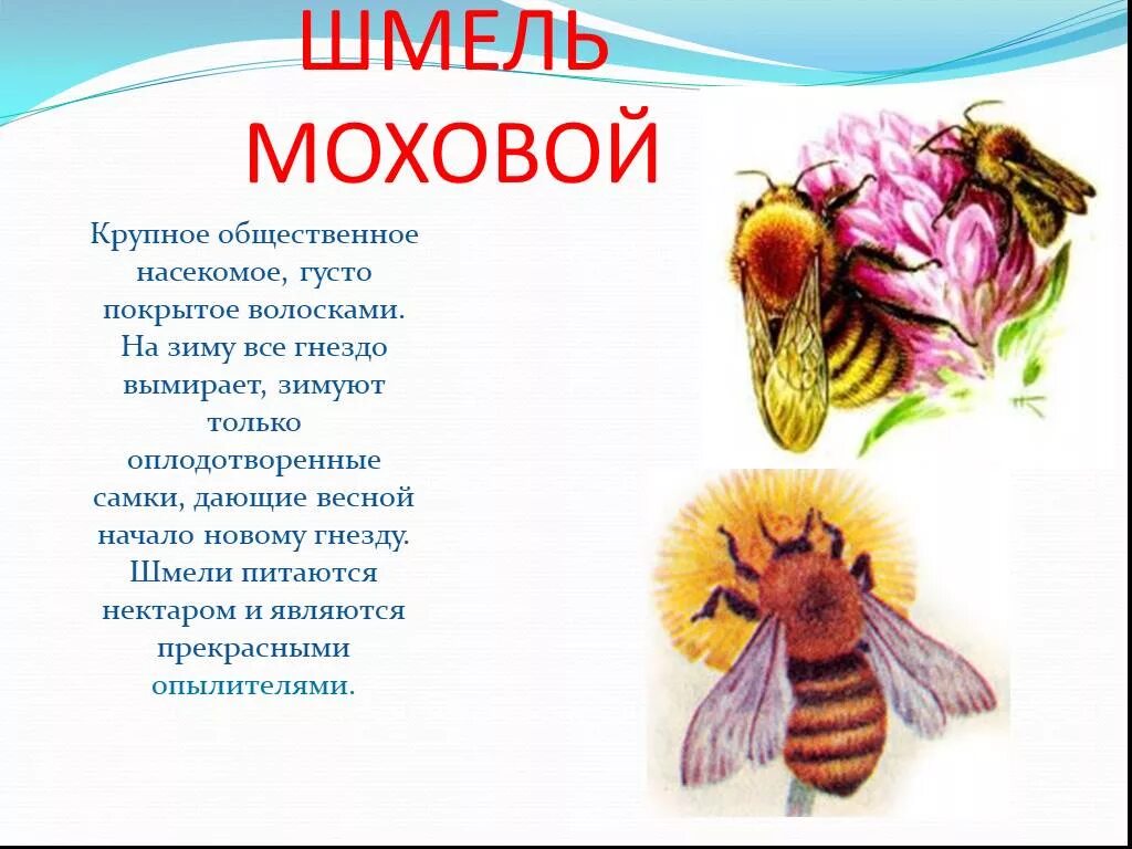 Информация о шмелях окружающий мир. Описание шмеля 2 класс. шмель описание для детей 2. краткая информация о шмелях. сообщение о шмеле.