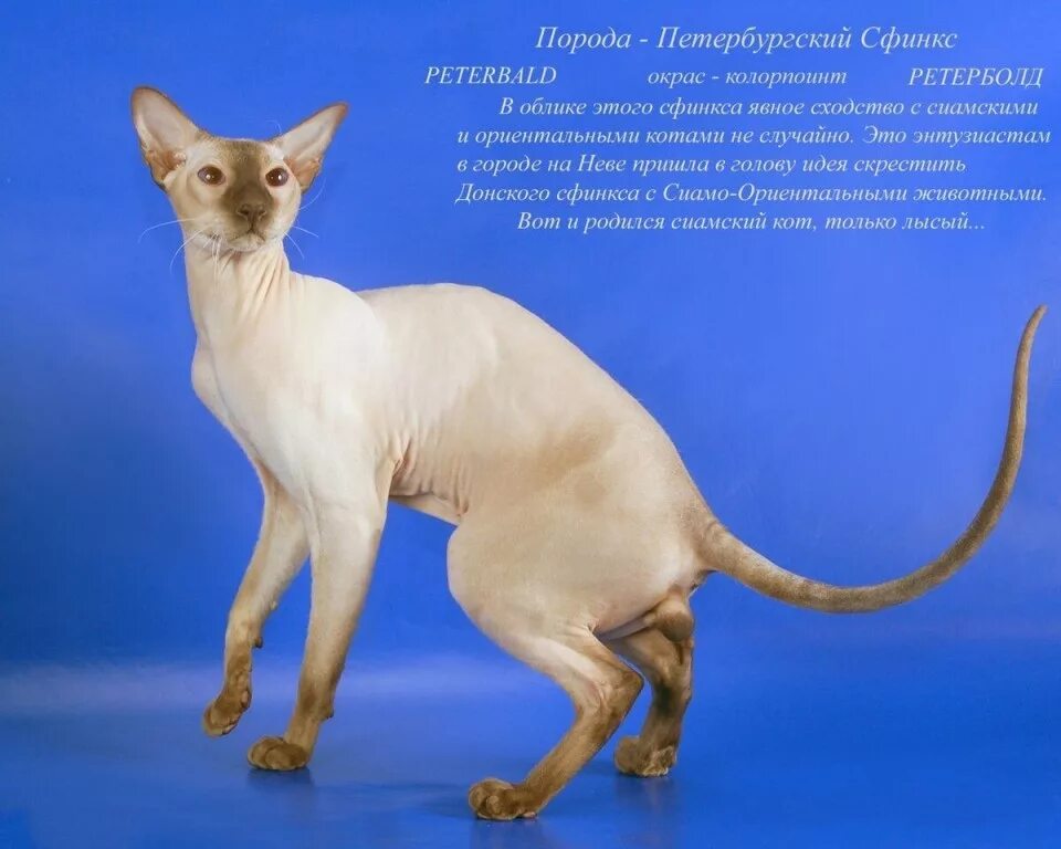 Сиамо-ориентальные кошки. Канадский сфинкс сиамского окраса. Сфинкс (порода кошек). Порода разных кошек с надписями.
