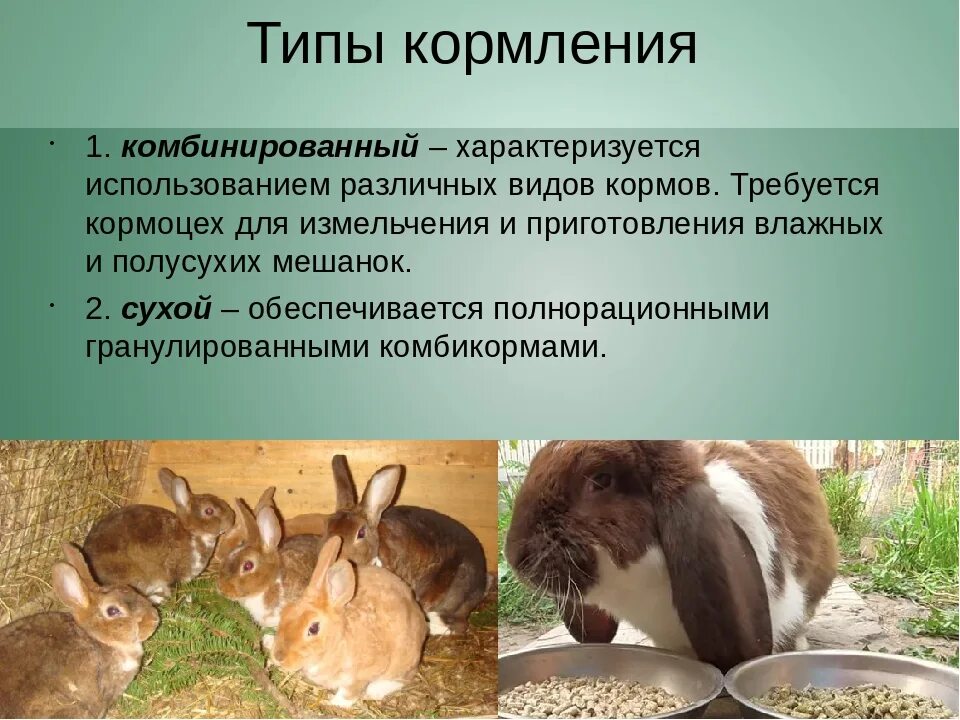 Типы кормления кроликов. Комбинированный Тип кормления кроликов. Типы кормления коров. Проект кормление животных.