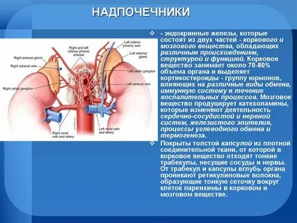 Надпочечники половая система