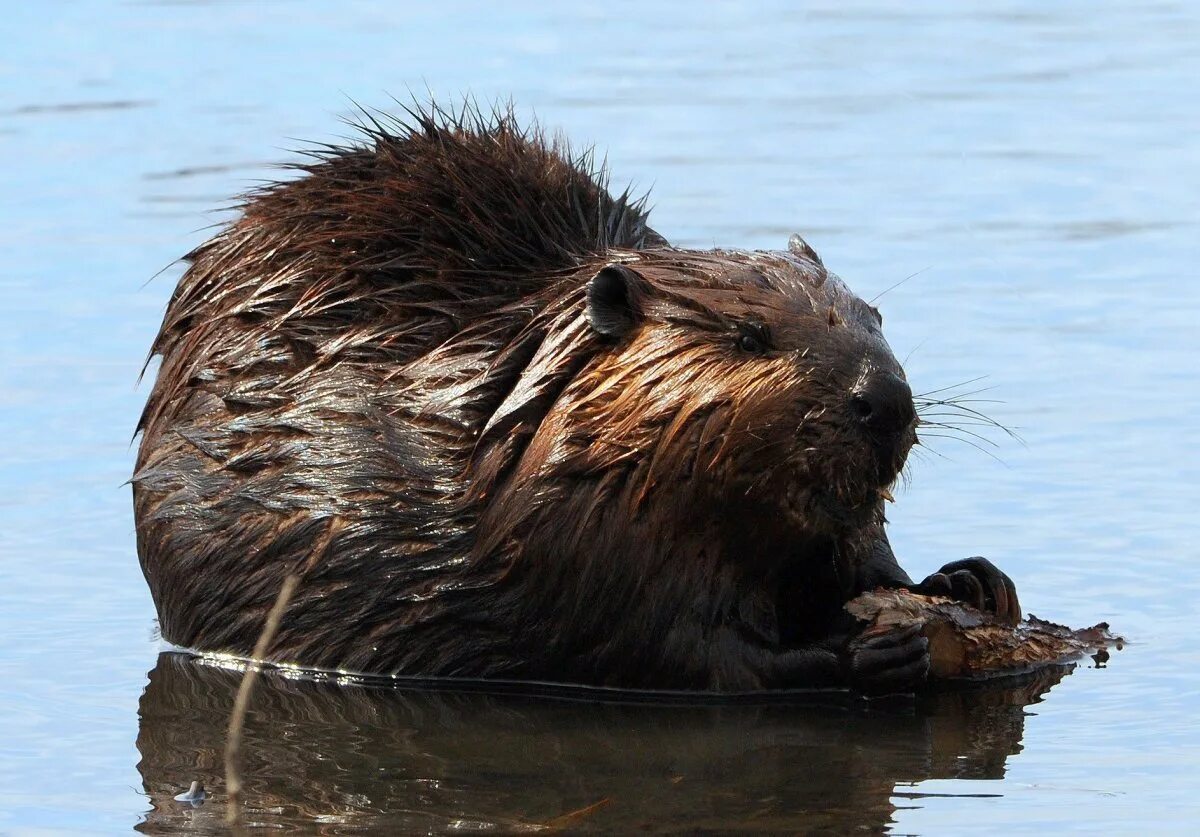 Канадский Бобр (Castor canadensis). Речной Бобр. Речной Бобр Castor Fiber l. Обыкновенный Бобр тувинский. Голова бобра