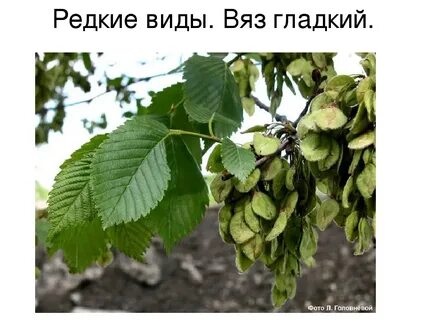 Вяз дуб
