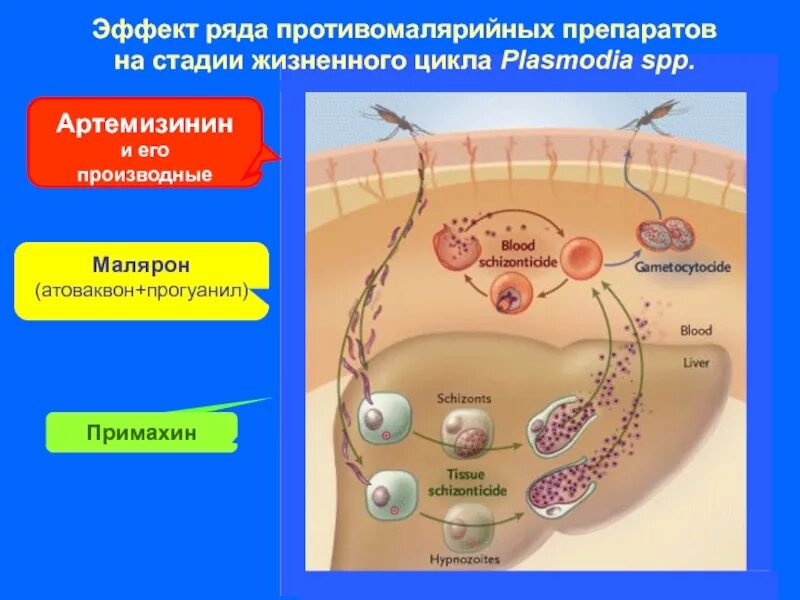 Артемизинин при осложненном течении малярии назначается. Примахин механизм действия. Противомалярийные препараты механизм действия. Plasmodia жизненный цикл. Тип действия противомалярийных препаратов.