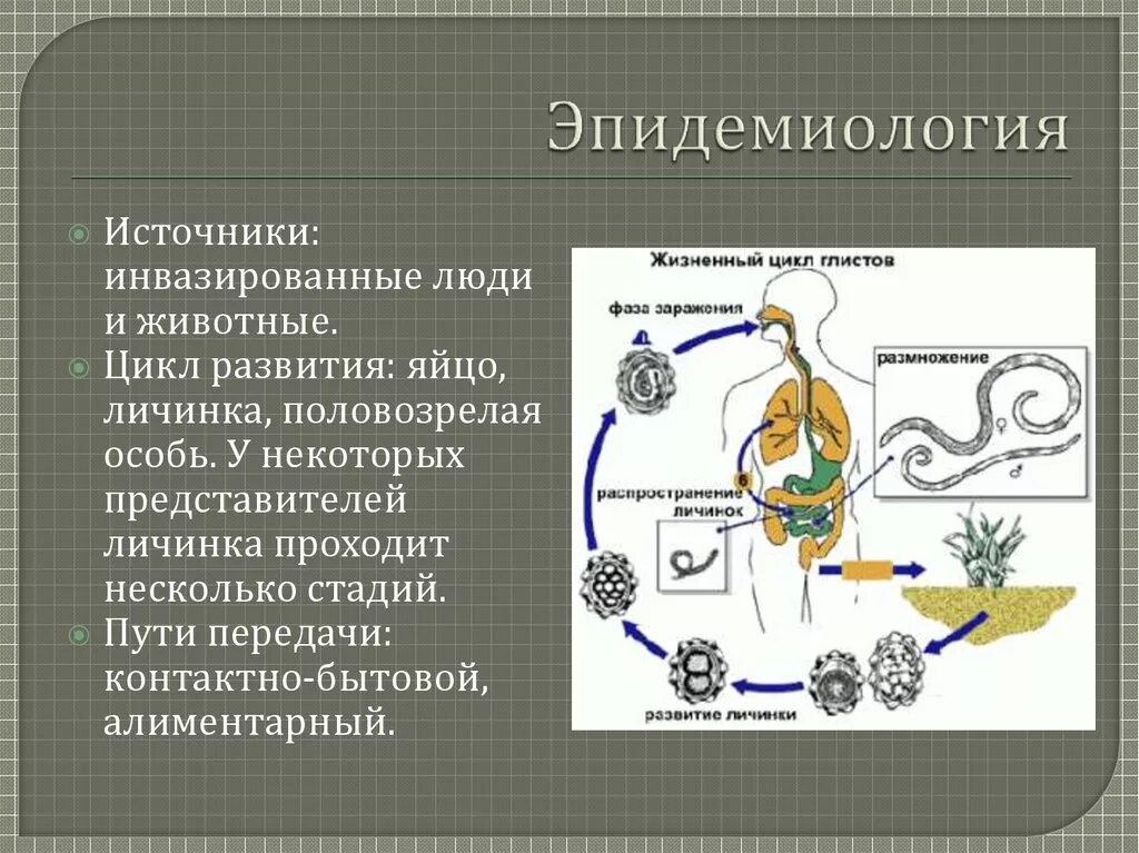 Цикл развития гельминтов. Жизненный цикл гельминтов схема. Гельминтозы жизненный цикл. Цикл развития гельминтозов.