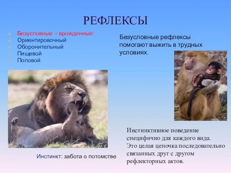 Поведение животных рефлексы и инстинкты животных. Инстинктивное поведение животных. рефлексы в заботе о потомстве. рефлексы помогают выжить. инстинкт заботы о потомстве.