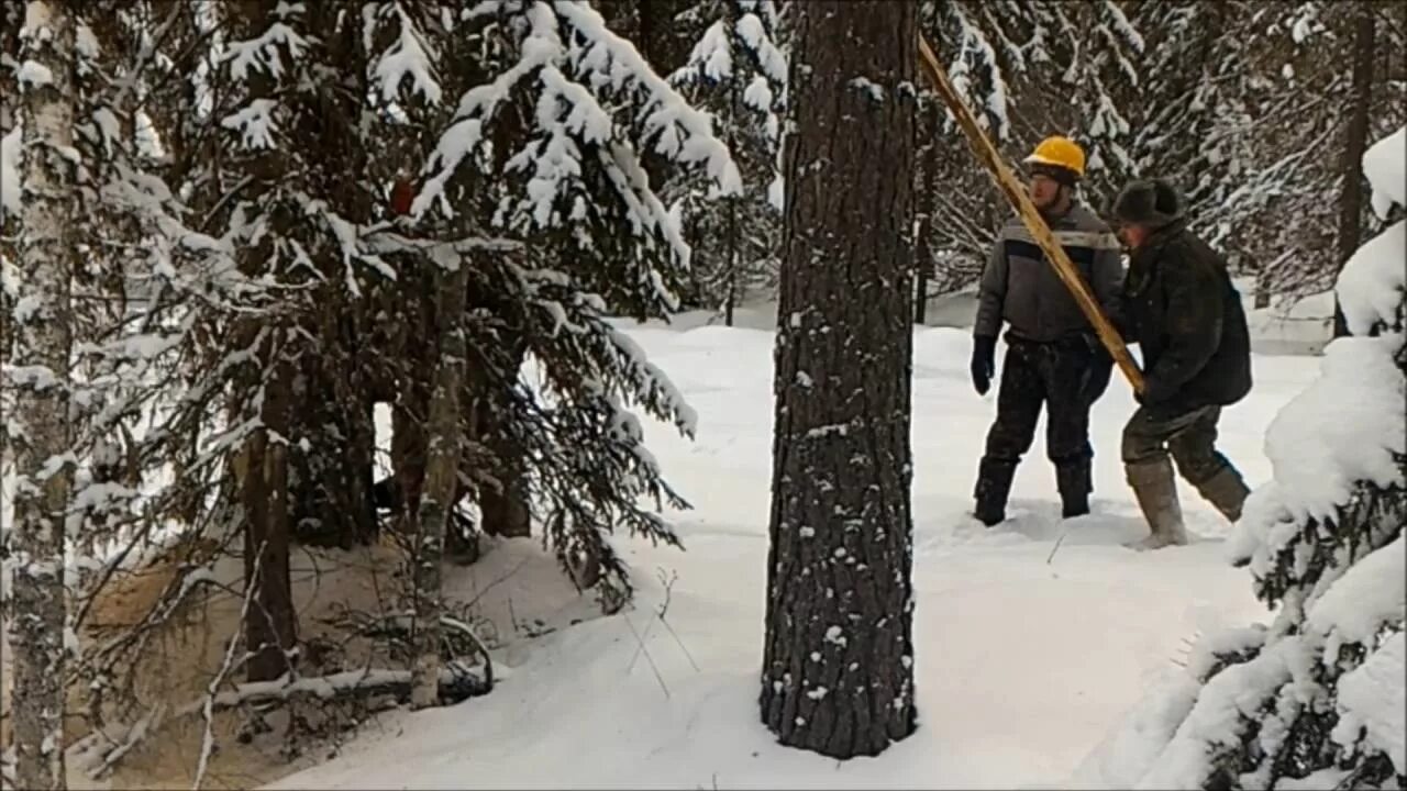 Как получить бесплатную делянку