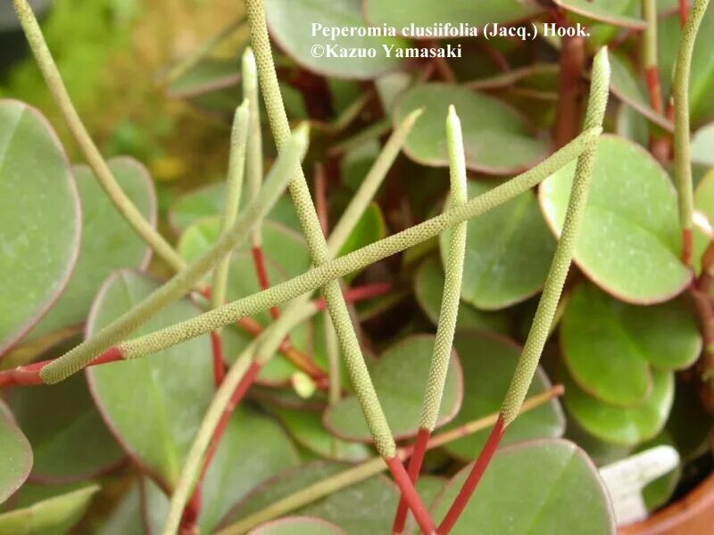 Пеперомия Вьюн. Пеперомия albovittata. Peperomia clusiifolia. Пеперомия pereskiifolia. Имеет округлые листья