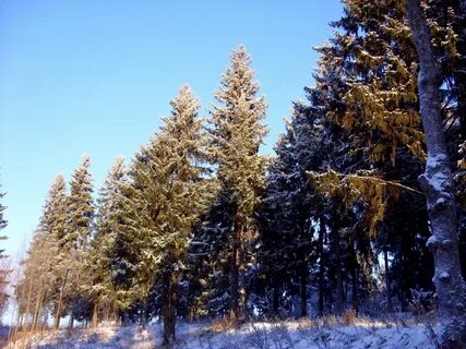 Лесное ижевск