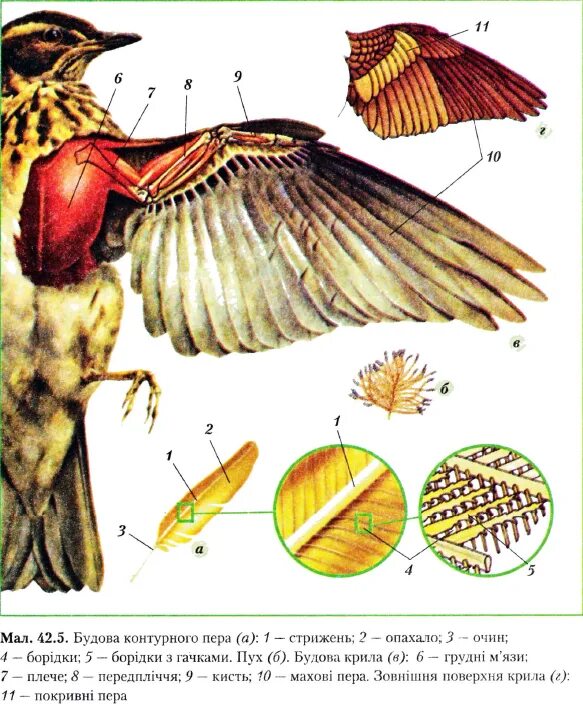 Расположение перьев у птиц. Строение крыла птицы. Крыло птицы строение. Расположение перьев на теле птицы. Строение оперения крыла птицы.
