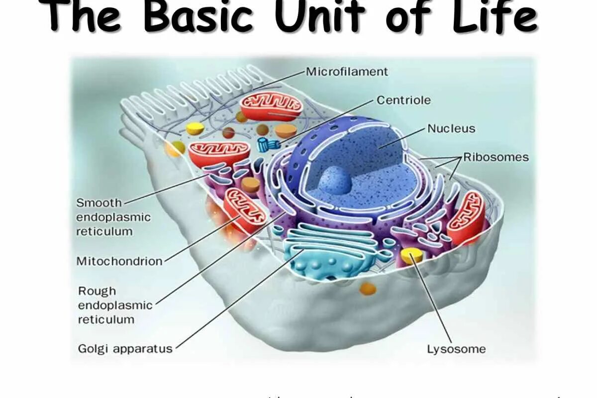 Строение клетки клеточные центры. Строение клетки человека. Строение животной клетки. Структура клетки. Животная клетка.