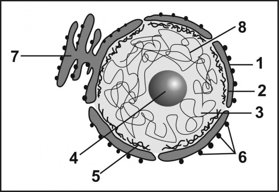 Строение ядра клетки рисунок. Ядро и ядрышко клетки. Ядро клетки схематично. Строение ядрышка клетки. Ядро клетки схема