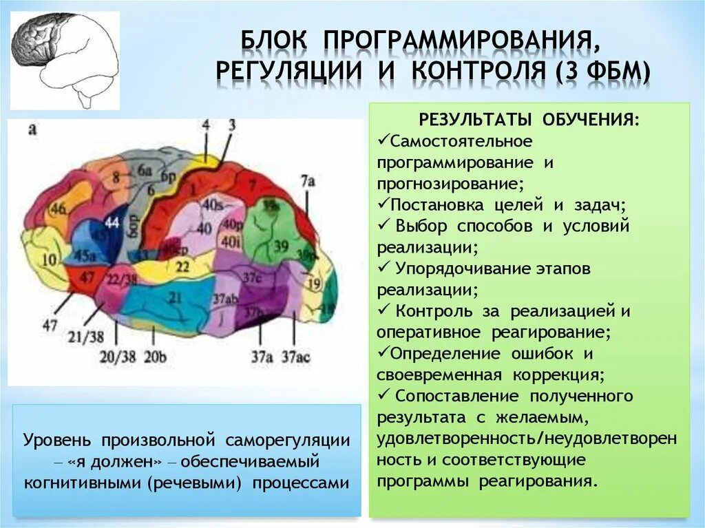 Блоки мозга нейропсихология 3 блок. Блок программирования регуляции и контроля. Лурия 3 функциональных блока мозга. Третий блок программирования регуляции и контроля Лурия. Источник высших психических функций