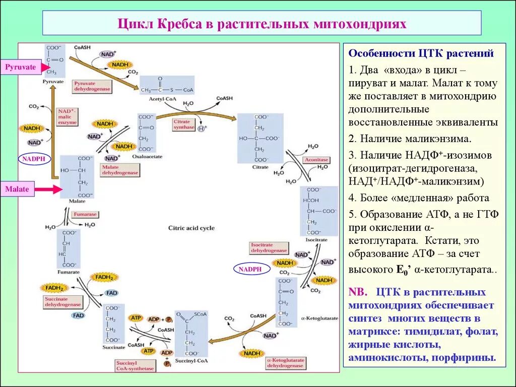 Синтез атф цикл кребса. Цикл Кребса физиология растений. Цикл Кребса схема с АТФ. Цикл трикарбоновых кислот что происходит. Цикл Кребса биохимия презентация.