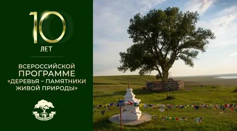 Дерево живой памятник