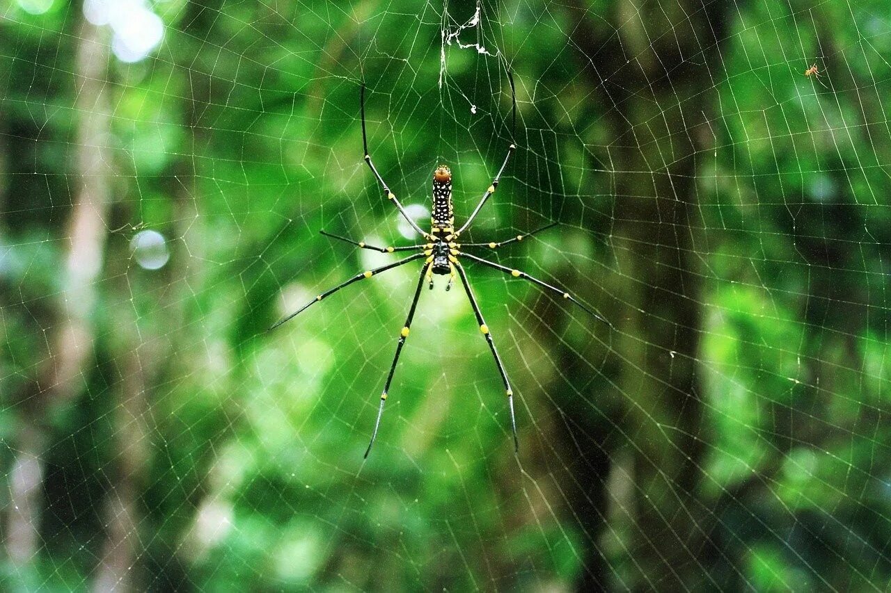 Мизгирь паук домашний. Паук Аргиопа паутина. Мизгирь паук Лесной. Пауки в природе. Беспозвоночные пауки