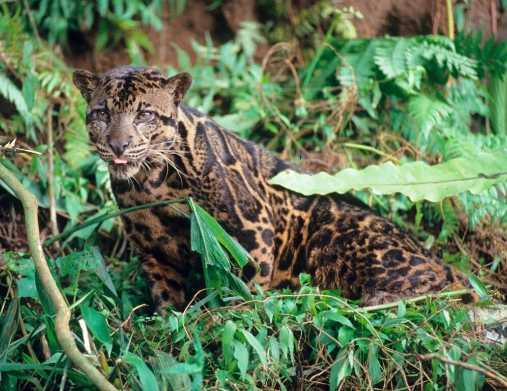 Chat Sauvage (Felis silvestris) Animales adorables, Animales extraordinarios, An