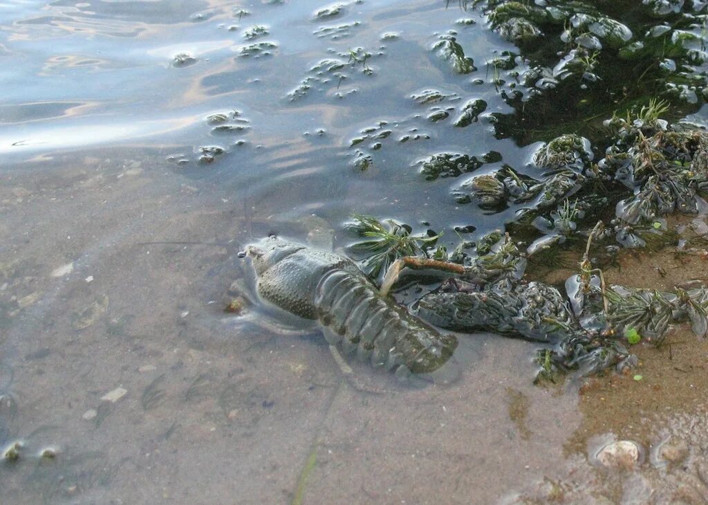 Мелкие жители рек кубани рачки. Браконьерская снасть багрилка. Водятся ли раки в реке. Ракообразные в волге. Доисторические рачки для выращивания.