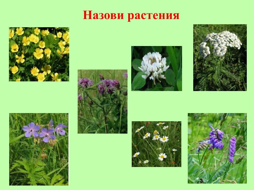 Типы луговых растений. Растения Луга. Луговые цветы снозваньями. Ядовитые луговые растения. Растения растущие на лугах.